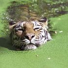 Swimming tiger...