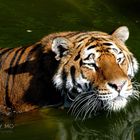 swimming tiger2