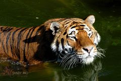 swimming tiger2
