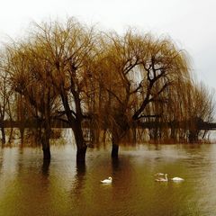 Swimming Tree