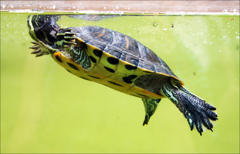 Swimming Turtle