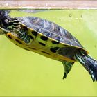 Swimming Turtle