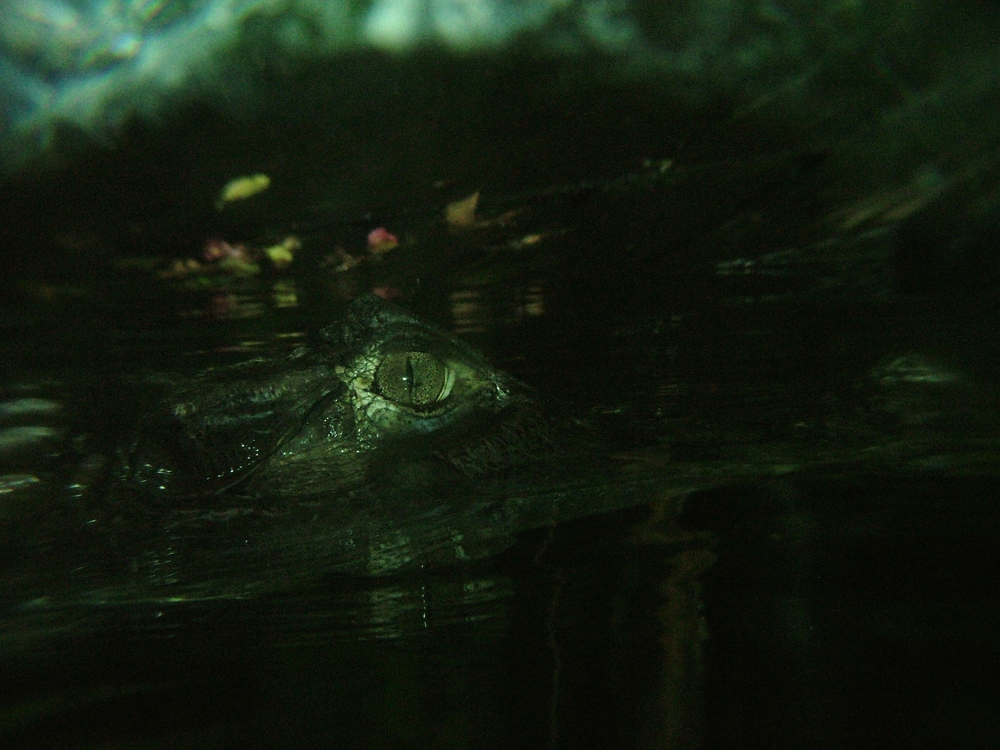 swimming with crocodile 2