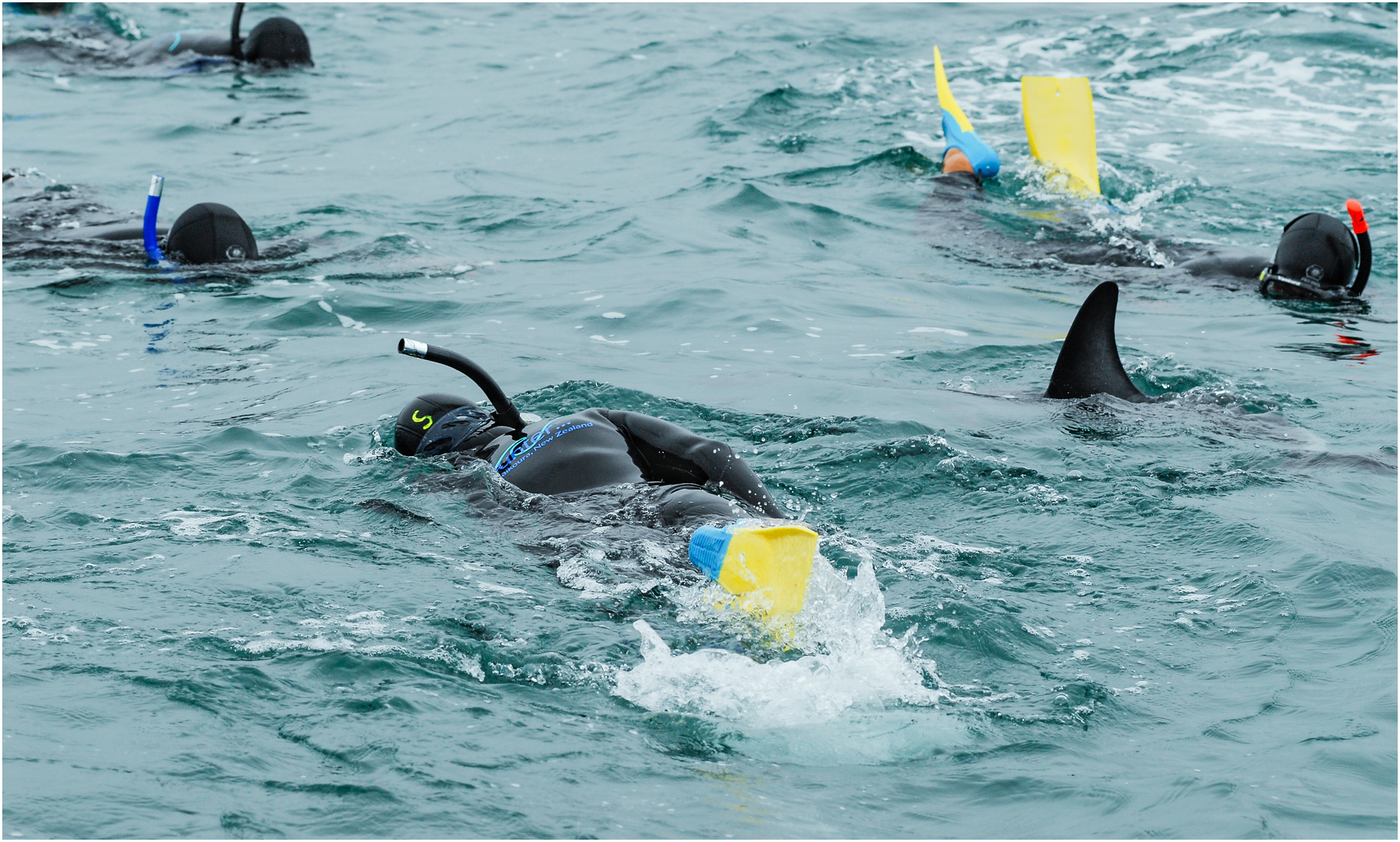 "Swimming with Dolphins"