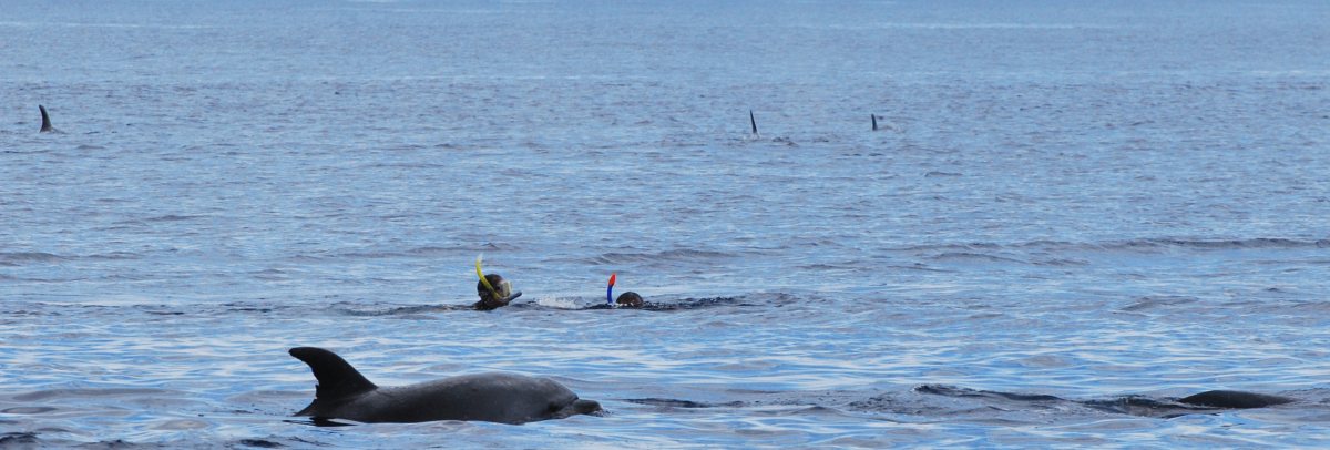 swimming with dolphins mid Atlantic, Azores