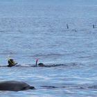 swimming with dolphins mid Atlantic, Azores