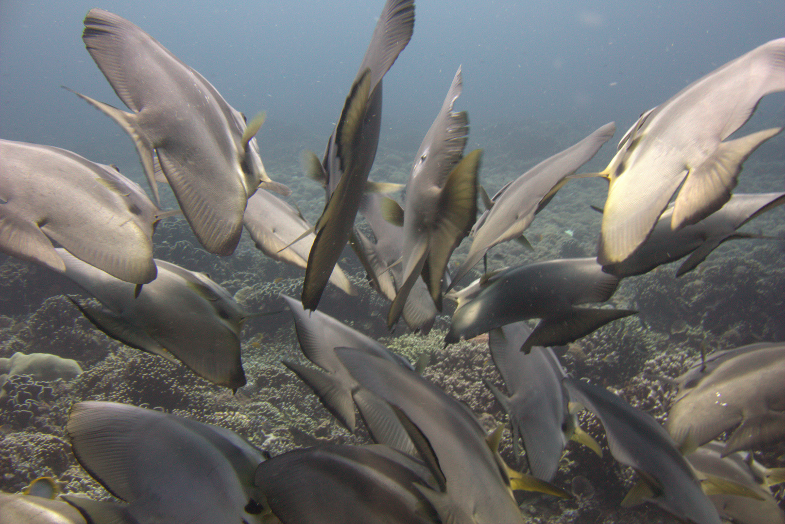 Swimming with the Swarm