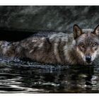 Swimming Wolf