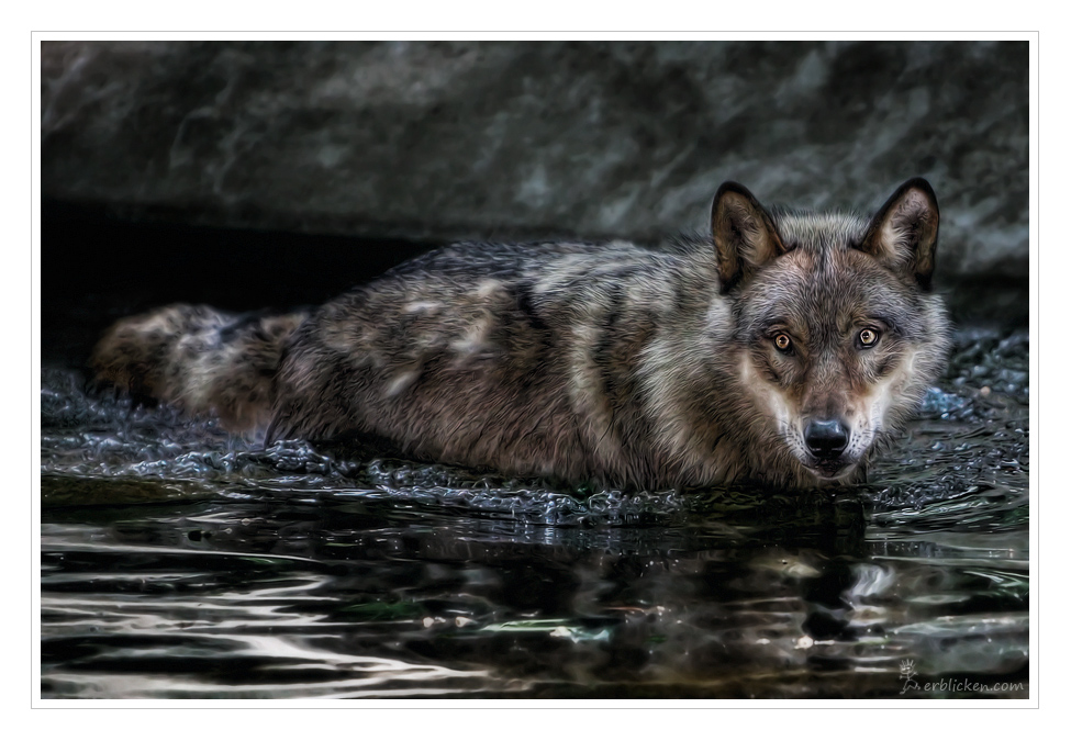 Swimming Wolf