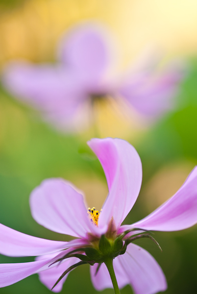 Swinging Flowers