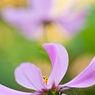 Swinging Flowers