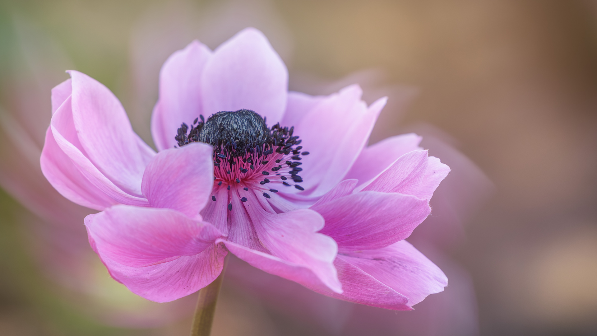 Swinging Gartenanemone