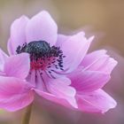 Swinging Gartenanemone