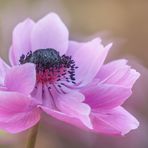 Swinging Gartenanemone