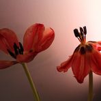 Swinging Tulips