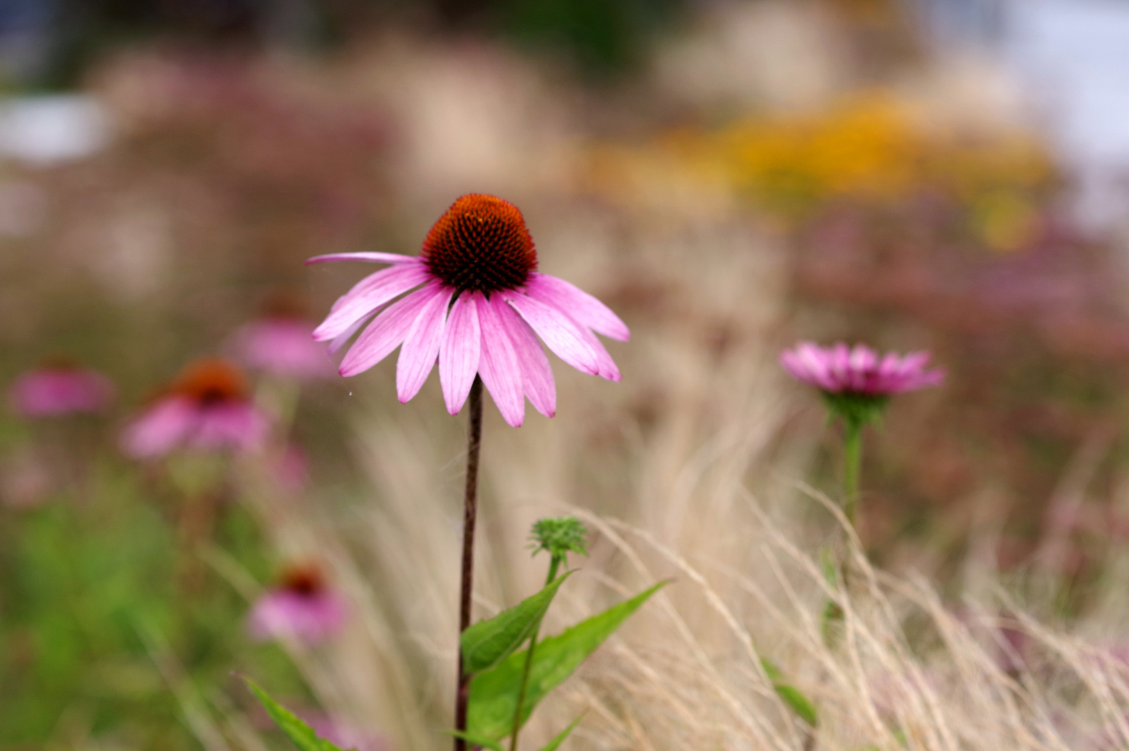 Swinoujscie Promenade - flowers 1