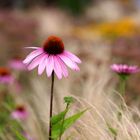 Swinoujscie Promenade - flowers 1