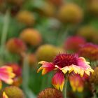 Swinoujscie Promenade - flowers 2