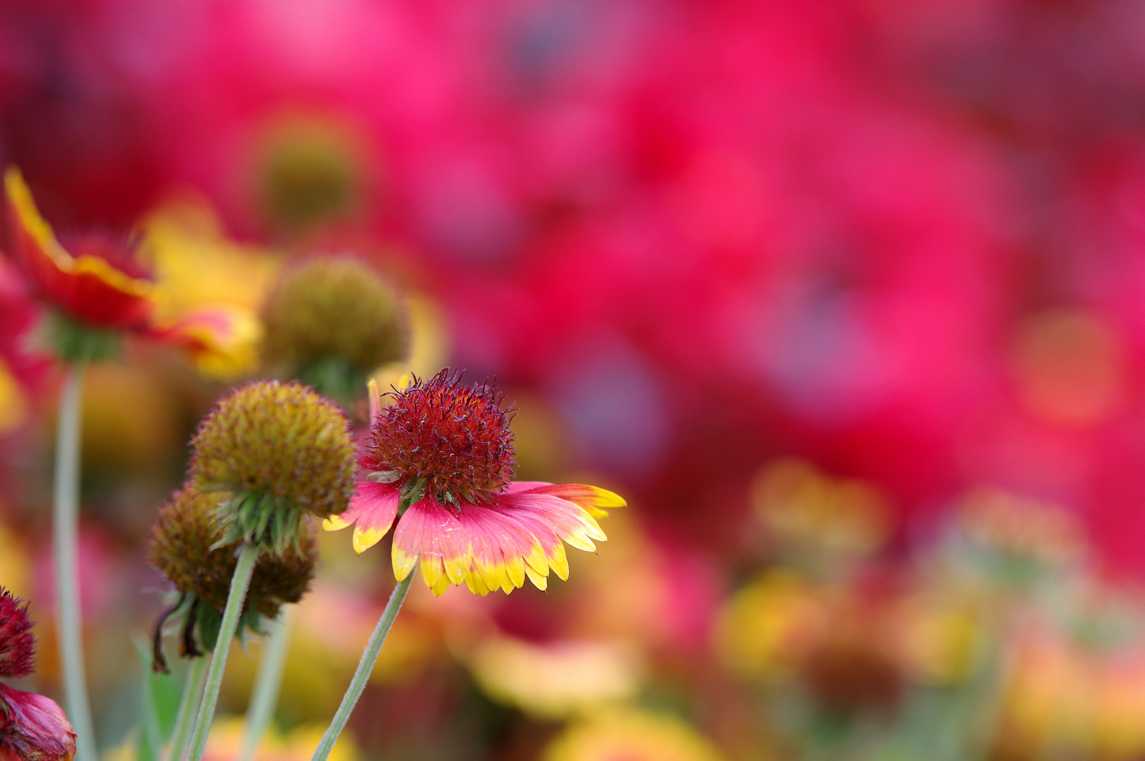 Swinoujscie Promenade - flowers 3