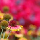 Swinoujscie Promenade - flowers 3