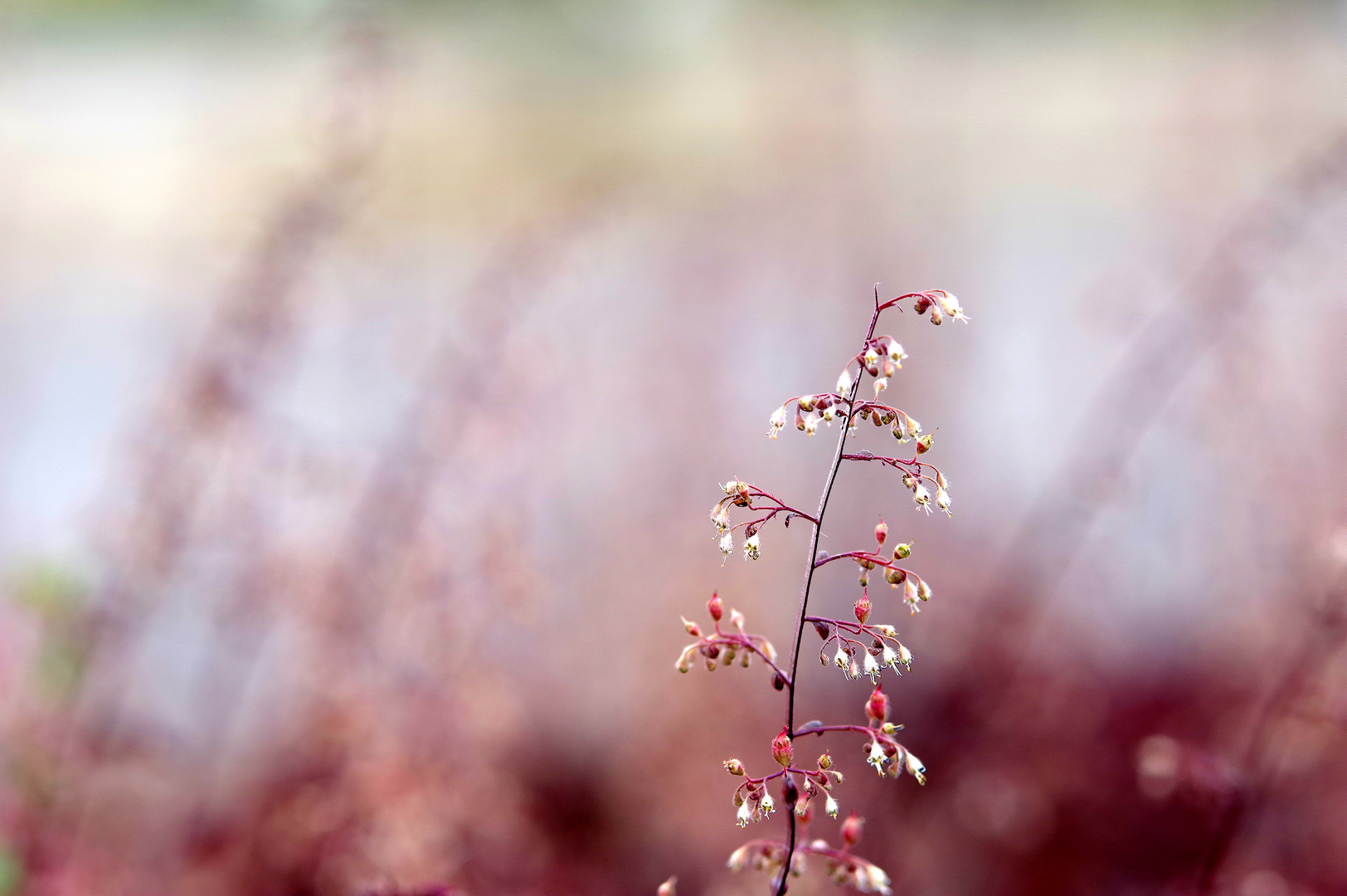 Swinoujscie Promenade - flowers 4