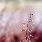 Swinoujscie Promenade - flowers 4