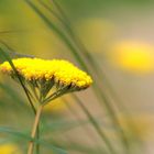 Swinoujscie Promenade - flowers 5