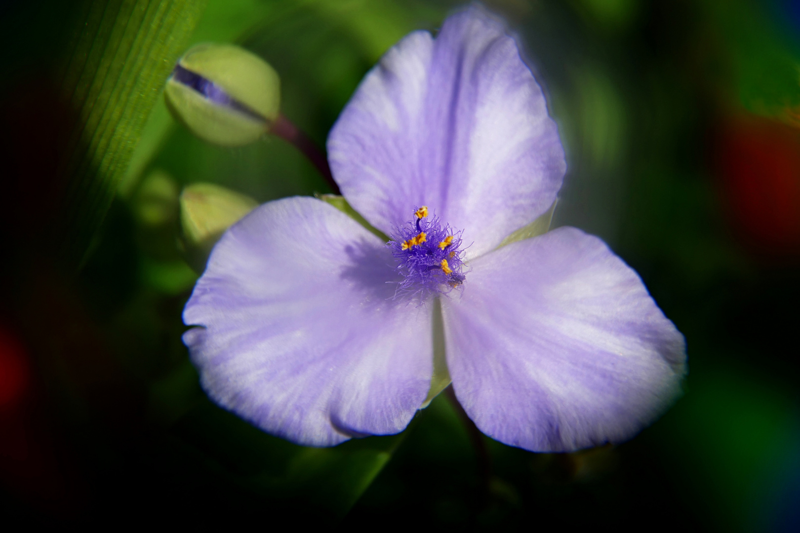 Swirly Bokeh: "Dreimasterblume"