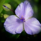 Swirly Bokeh: "Dreimasterblume"