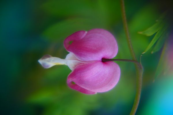 Swirly Bokeh: "tränendes Herz" DANKESCHÖN