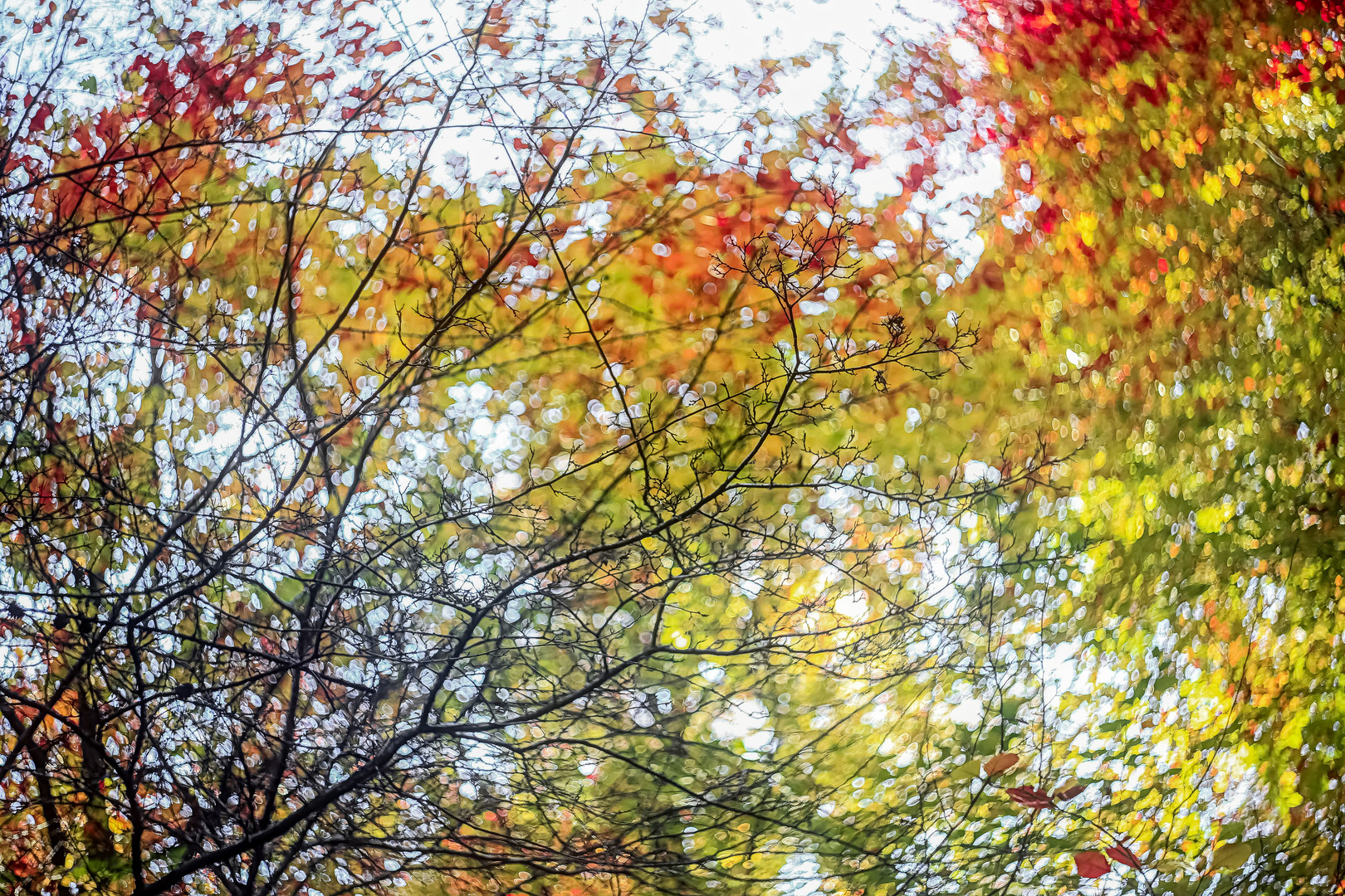 Swirly Herbst 