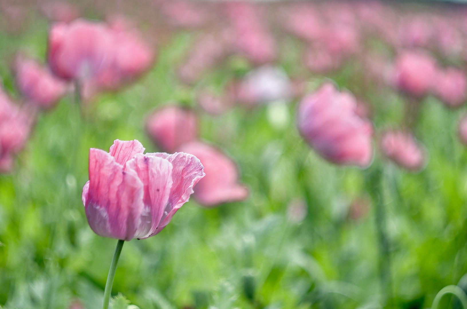 Swirly poppy