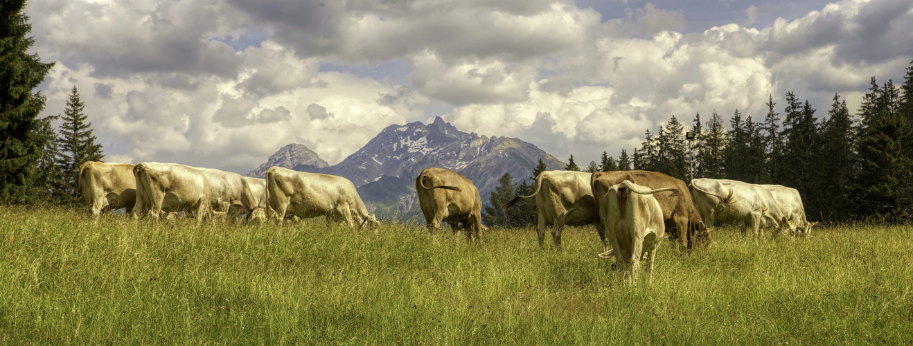 Swiss beauties