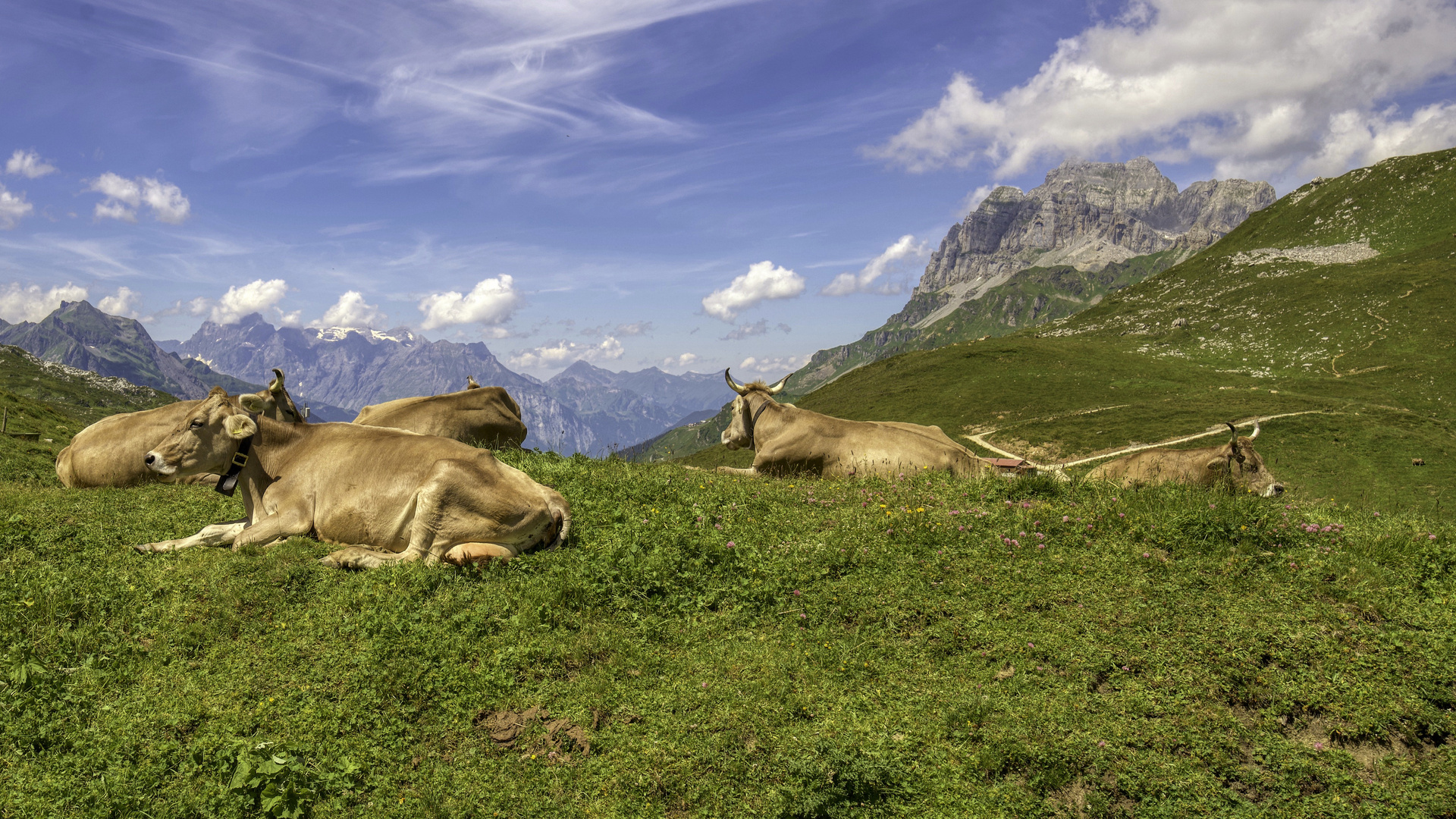 Swiss beauties