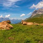 Swiss beauties