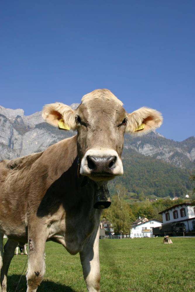 Swiss Cow