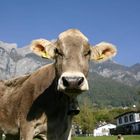 Swiss Cow