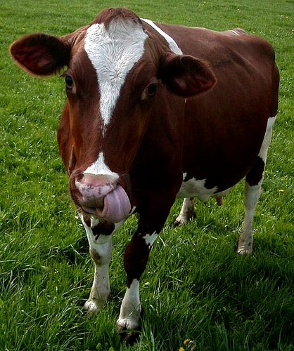 Swiss Cow