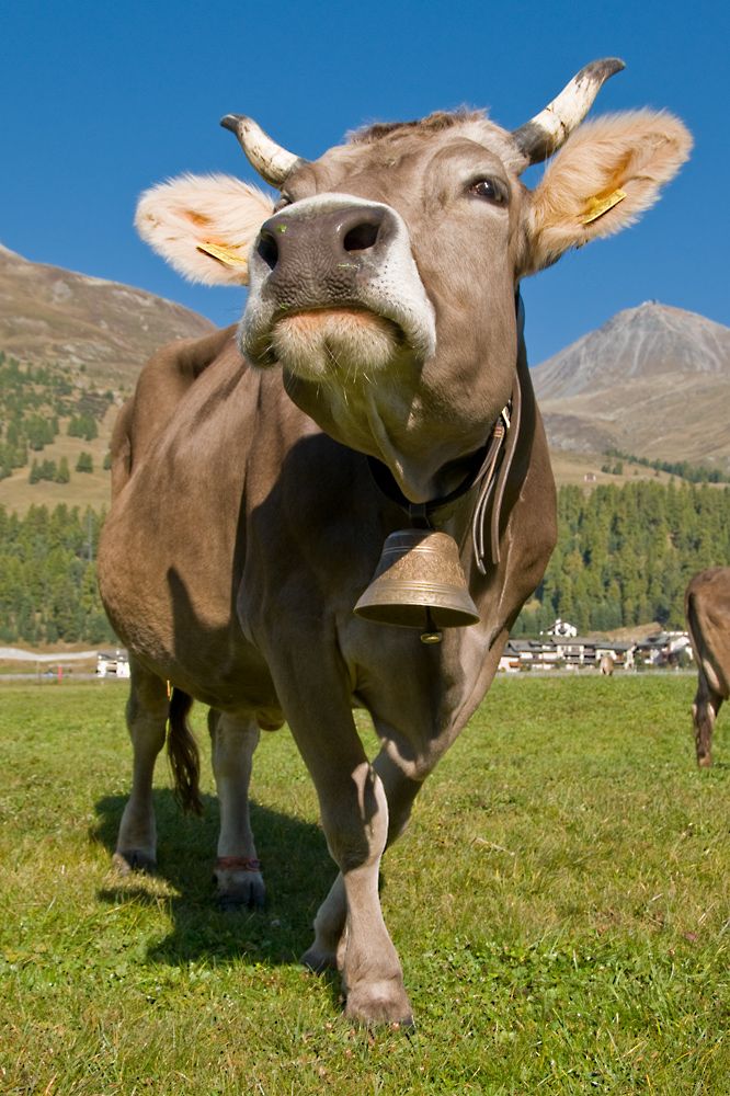 Swiss Cow - Engadin