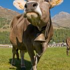 Swiss Cow - Engadin