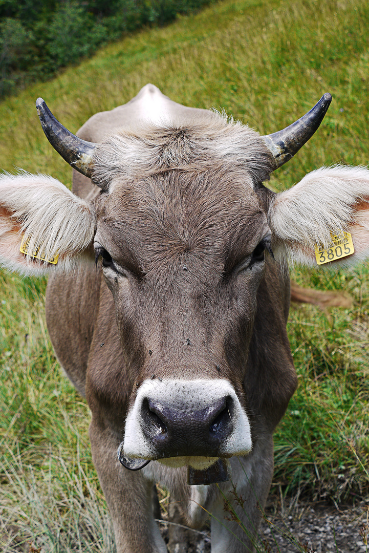 Swiss Cow Nr. 3805 - Schweizer Kuh Nr. 3805 08.2012