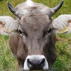 Swiss Cow Nr. 3805 - Schweizer Kuh Nr. 3805 08.2012