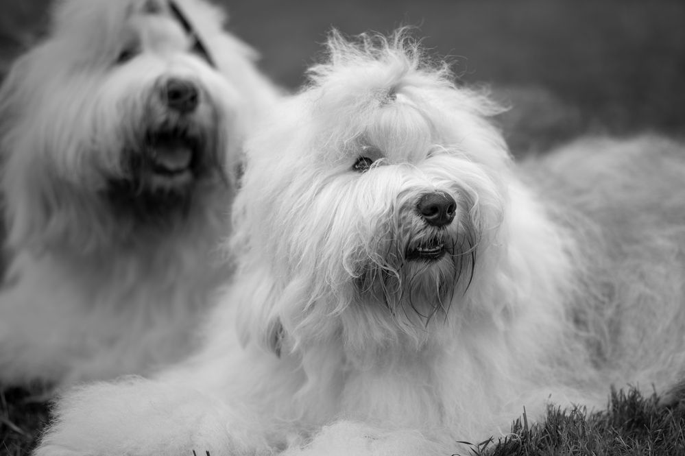 Swiss Dogshow 11