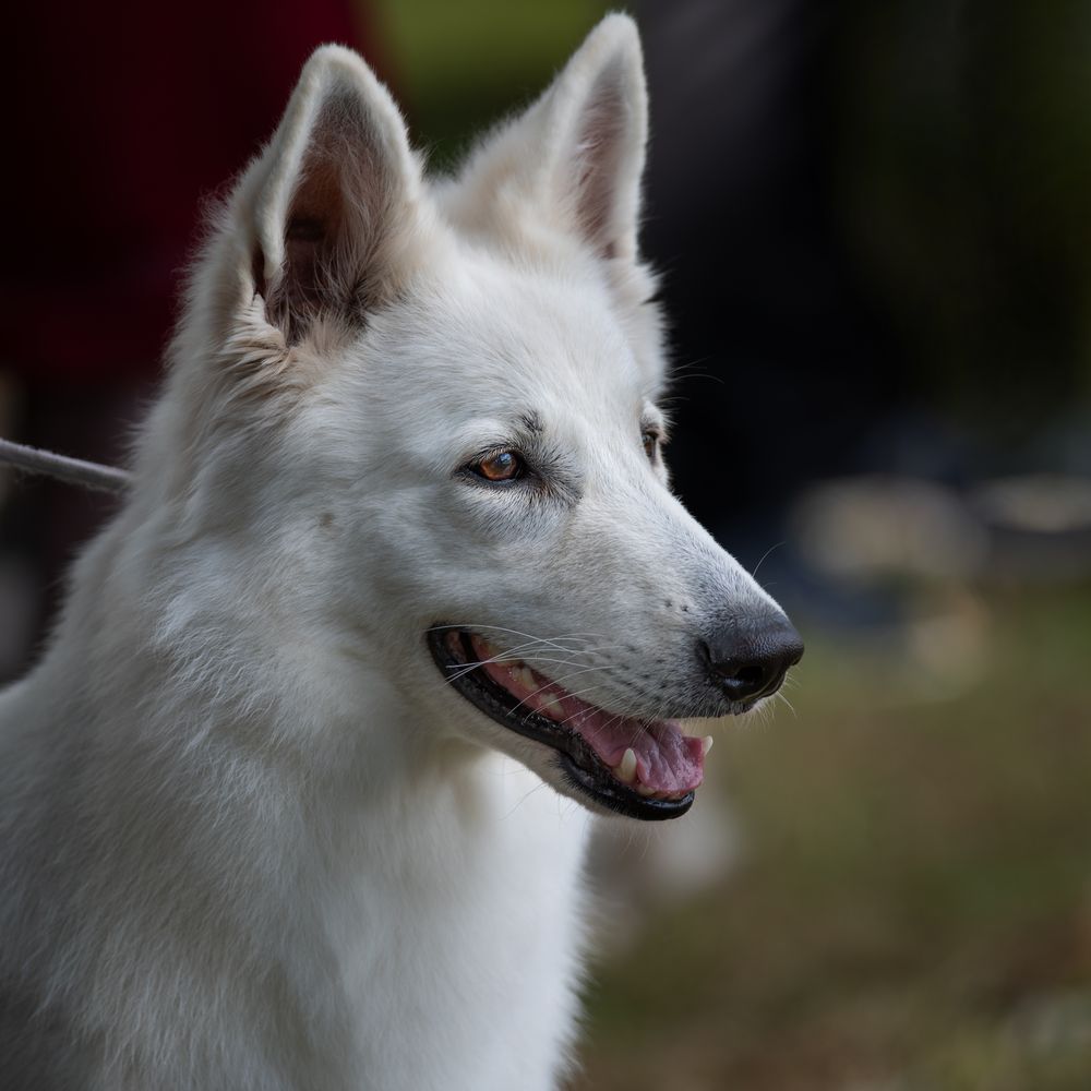 Swiss Dogshow 2