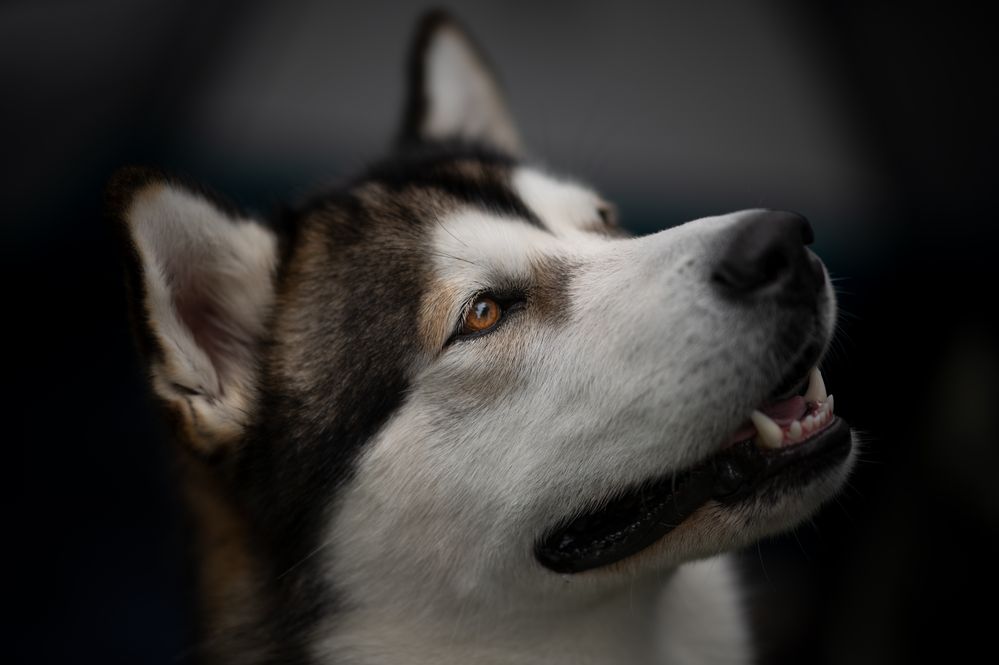 Swiss Dogshow in Luzern