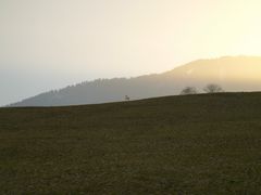 Swiss Field in the Morning / Schweizerisches Feld am Morgen