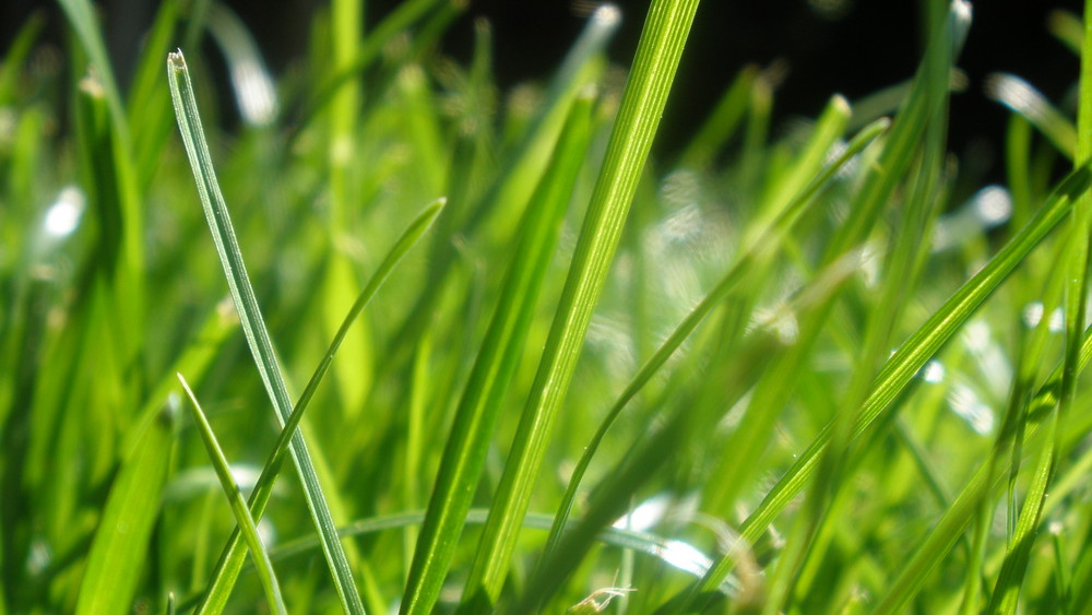 Swiss Grass