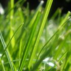 Swiss Grass