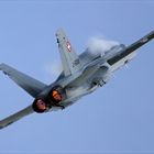 ~ Swiss Hornet ~