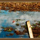 Swiss im Spiegelbild